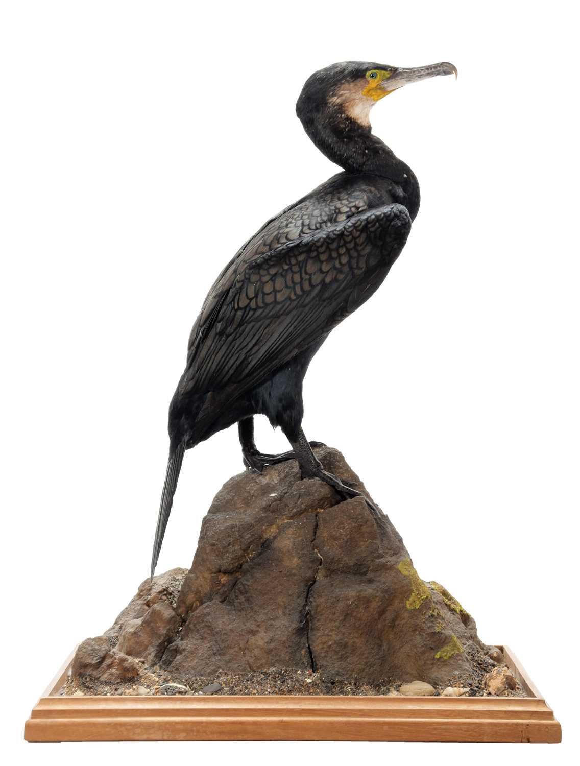 Lot 2123 - Taxidermy: A Cormorant (Phalacrocorax carbo),...