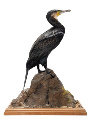 Lot 153 - Taxidermy: Cormorant (Phalacrocorax carbo),...