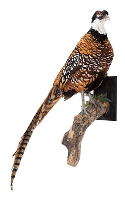 Lot 43 - Taxidermy: A Reeves Pheasant (Syrmaticus...