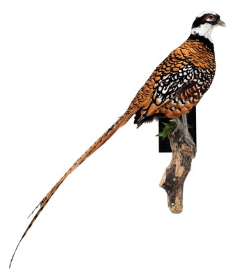 Lot 43 - Taxidermy: A Reeves Pheasant (Syrmaticus...