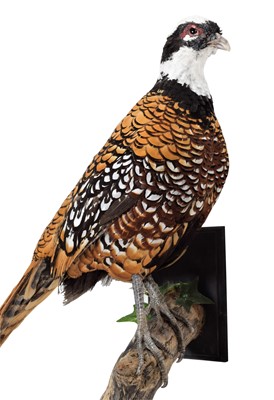 Lot 43 - Taxidermy: A Reeves Pheasant (Syrmaticus...