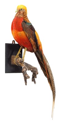 Lot 34 - Taxidermy: A Golden Pheasant (Chrysolophus...
