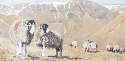 Lot 1029 - Pat Cleary (Contemporary) Swaledale ewes in a...