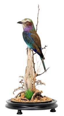 Lot 38 - Taxidermy: A Lilac-Breasted Roller (Coracias...
