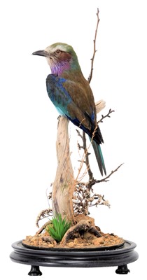 Lot 38 - Taxidermy: A Lilac-Breasted Roller (Coracias...