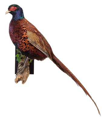 Lot 1361 - Taxidermy: A Ring-necked Pheasant (Phasianus...