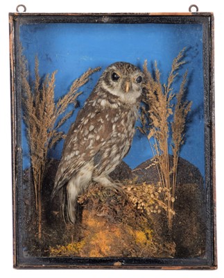 Lot 25 - Taxidermy: A Late Victorian Cased Little Owl...