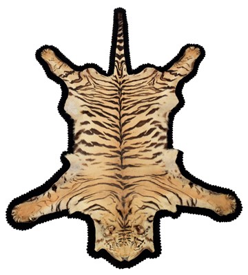 Lot 57 - Skins/Hides: A Bengal Tiger Skin Rug (Panthera...