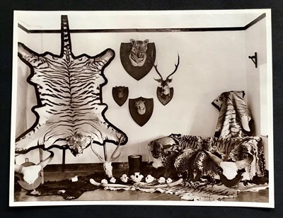 Lot 57 - Skins/Hides: A Bengal Tiger Skin Rug (Panthera...