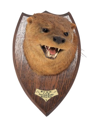 Lot 55 - Taxidermy: European Otter (Lutra lutra), dated...
