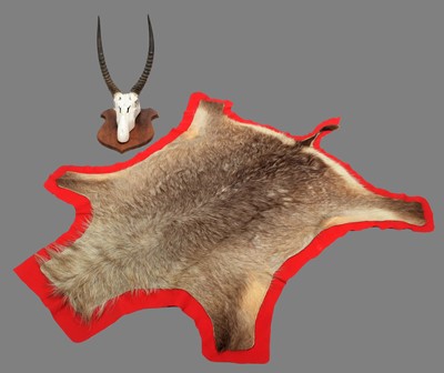 Lot 9 - Skull/Horn/Hides: A Common Waterbuck Trophy &...