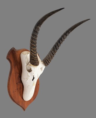 Lot 9 - Skull/Horn/Hides: A Common Waterbuck Trophy &...