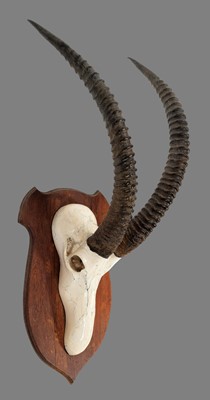 Lot 39 - Skull/Horn/Hides: A Sable Antelope Trophy &...