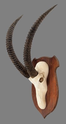 Lot 39 - Skull/Horn/Hides: A Sable Antelope Trophy &...
