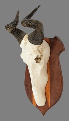 Lot 45 - Skull/Horn/Hides: A Lichtenstein's Hartebeest...