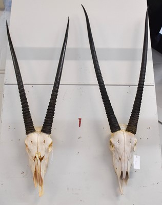 Lot 1150 - Horns/Skulls: Gemsbok Oryx Horns on Skull...