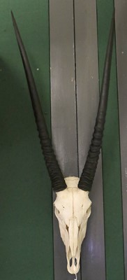 Lot 1070 - Horns/Skulls: Gemsbok Oryx Horns on Skull...