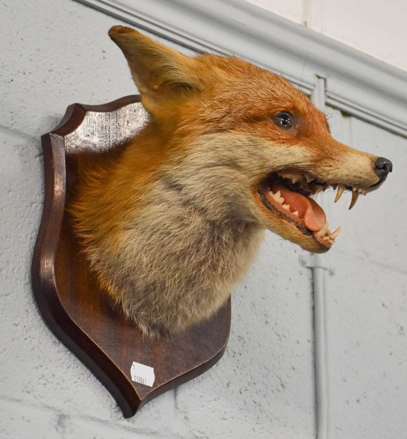 Lot 1266 - Taxidermy: A European Red Fox Mask (Vulpes...