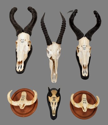 Lot 347 - Horns/Skulls/Tusks: A Group of African Game...