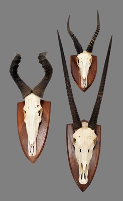 Lot 1262 - Horns/Skulls: A Group of African Game Trophies,...