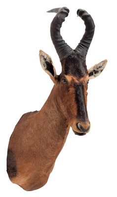 Lot 62 - Taxidermy: Cape Red Hartebeest (Alcelaphus...