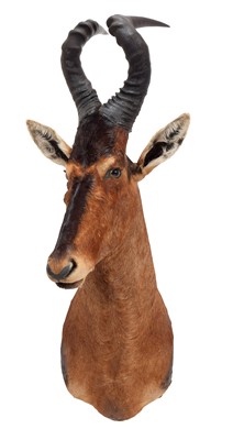 Lot 62 - Taxidermy: Cape Red Hartebeest (Alcelaphus...