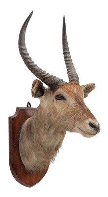 Lot 70 - Taxidermy: A Common Waterbuck (Kobus...
