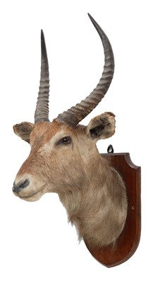 Lot 70 - Taxidermy: A Common Waterbuck (Kobus...