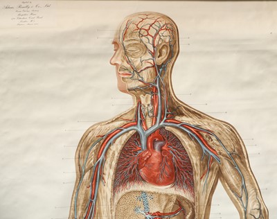 Lot 88 - The Circulatory System Medical Poster By Adam, Rouilly & Co.