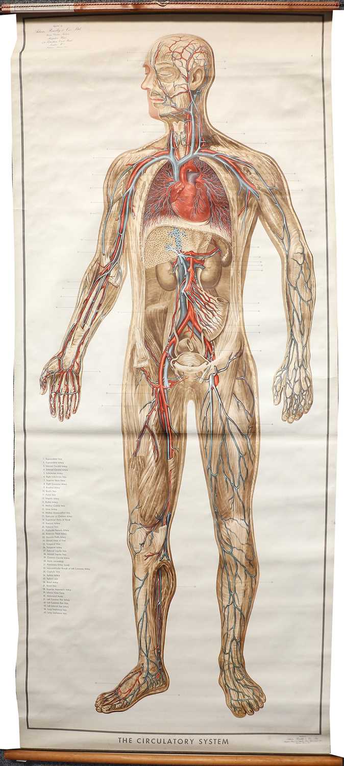 Lot 88 - The Circulatory System Medical Poster By Adam, Rouilly & Co.