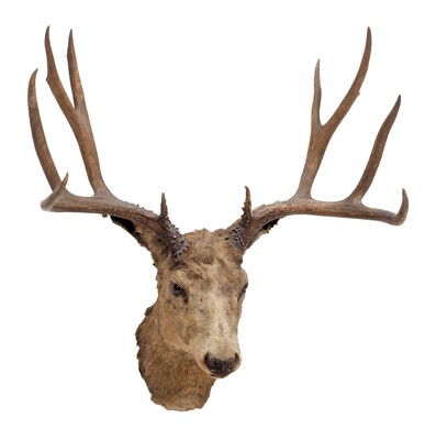 Lot 66 - Taxidermy: A Mule Deer Buck (Odocoileus...