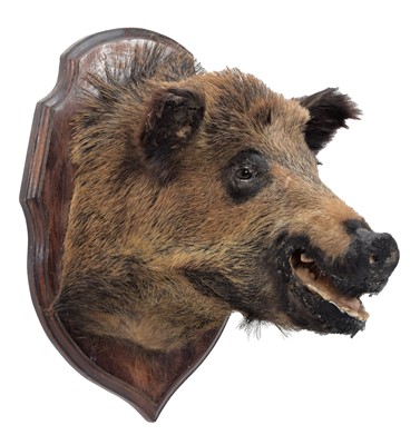 Lot 1256 - Taxidermy: A European Wild Boar (Sus scrofa),...