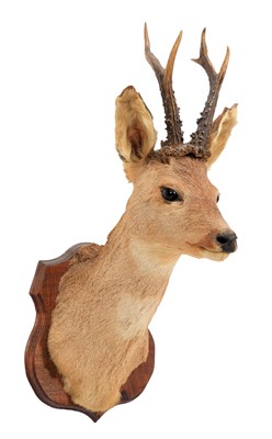 Lot 1234 - Taxidermy: European Roebuck (Capreolus...