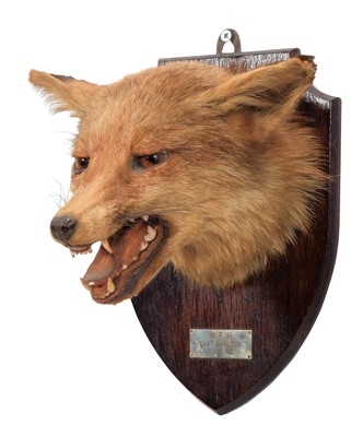 Lot 68 - Taxidermy: A European Red Fox Mask (Vulpes...