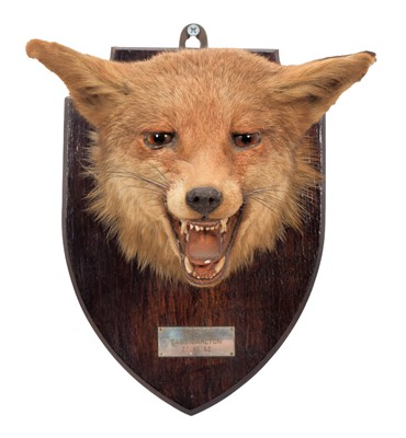Lot 68 - Taxidermy: A European Red Fox Mask (Vulpes...