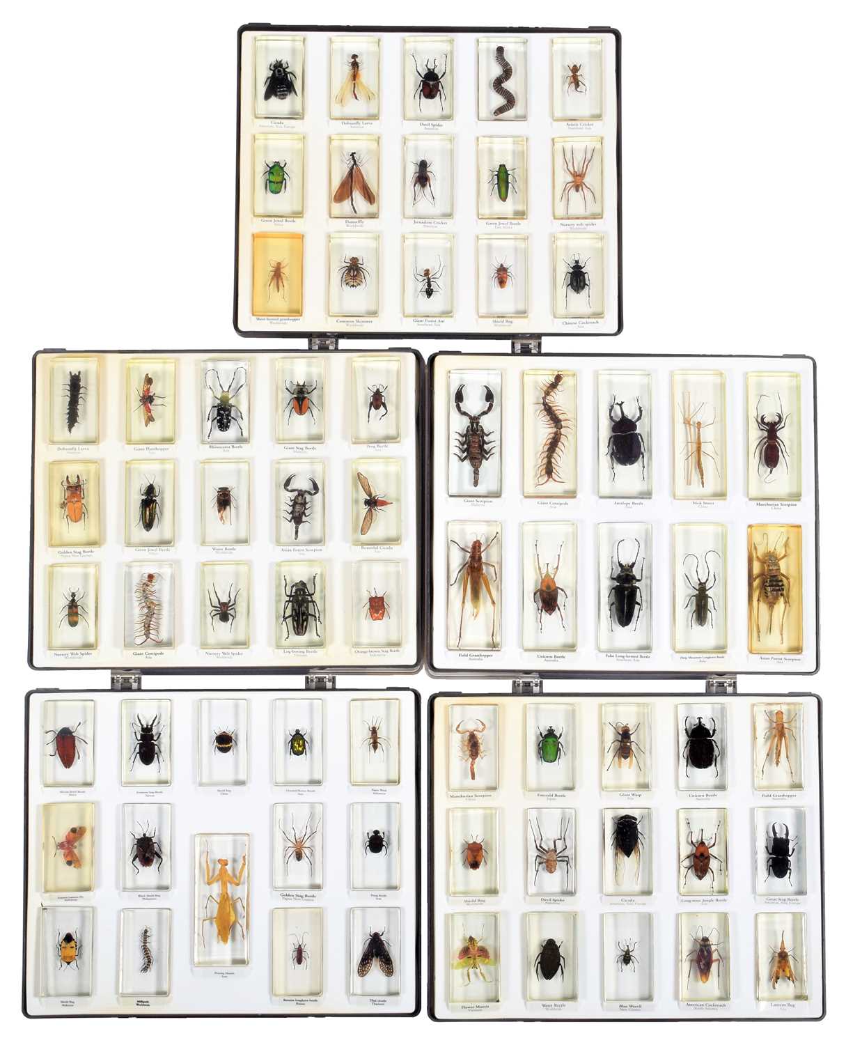 Lot 324 - Coleoptera: A Collection of Various Insects