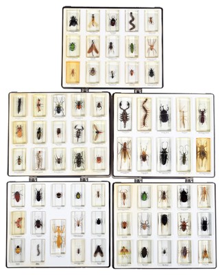 Lot 324 - Coleoptera: A Collection of Various Insects...