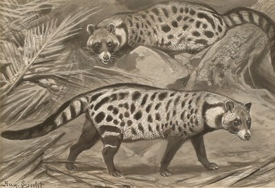 Lot 254 - August Specht (1849-1923) A study of two Civet...