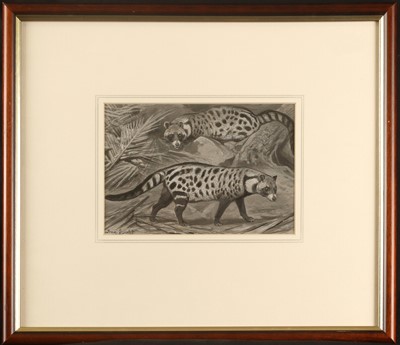 Lot 254 - August Specht (1849-1923) A study of two Civet...