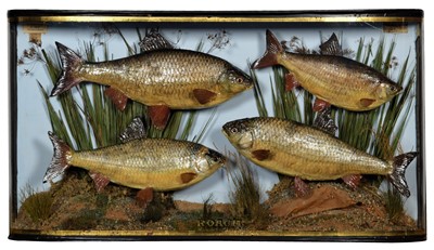 Lot 223 - Taxidermy: A Late Victorian Case of Common...