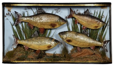 Lot 2278 - Taxidermy: A Late Victorian Case of Common...