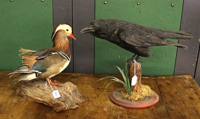 Lot 1140 - Taxidermy: A Crow and Mandarin Duck, circa...