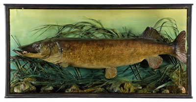 Lot 214 - Taxidermy: A Cased Northern Pike (Esox lucius),...