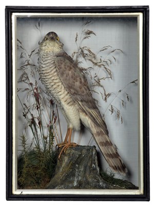 Lot 47 - Taxidermy: A Late Victorian Cased European...