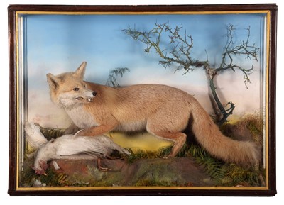 Lot 35 - Taxidermy: A Large Cased European Red Fox...
