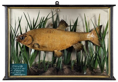 Lot 221 - Taxidermy: A Cased Common Chub (Squalius...