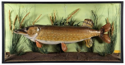 Lot 203 - Taxidermy: A Cased Northern Pike (Esox lucius),...