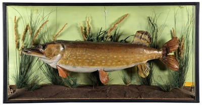 Lot 2276 - Taxidermy: A Cased Northern Pike (Esox lucius),...