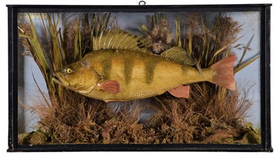 Lot 213 - Taxidermy: A Cased Cast Perch (Perca...