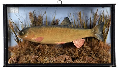 Lot 210 - Taxidermy: A Cased Cast Common Chub (Squalius...